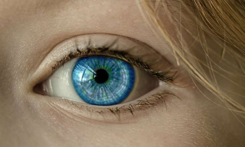 Mapean el procesamiento visual entre la retina y el cerebro