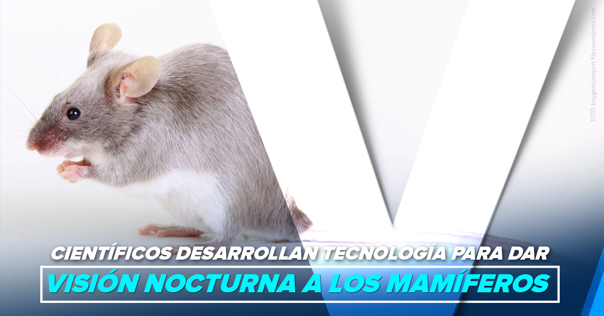 Científicos desarrollan tecnología para dar visión nocturna a los mamíferos