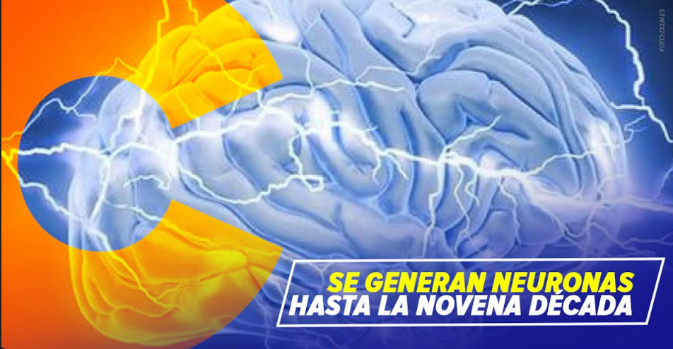 SE GENERAN NEURONAS HASTA LA NOVENA DÉCADA