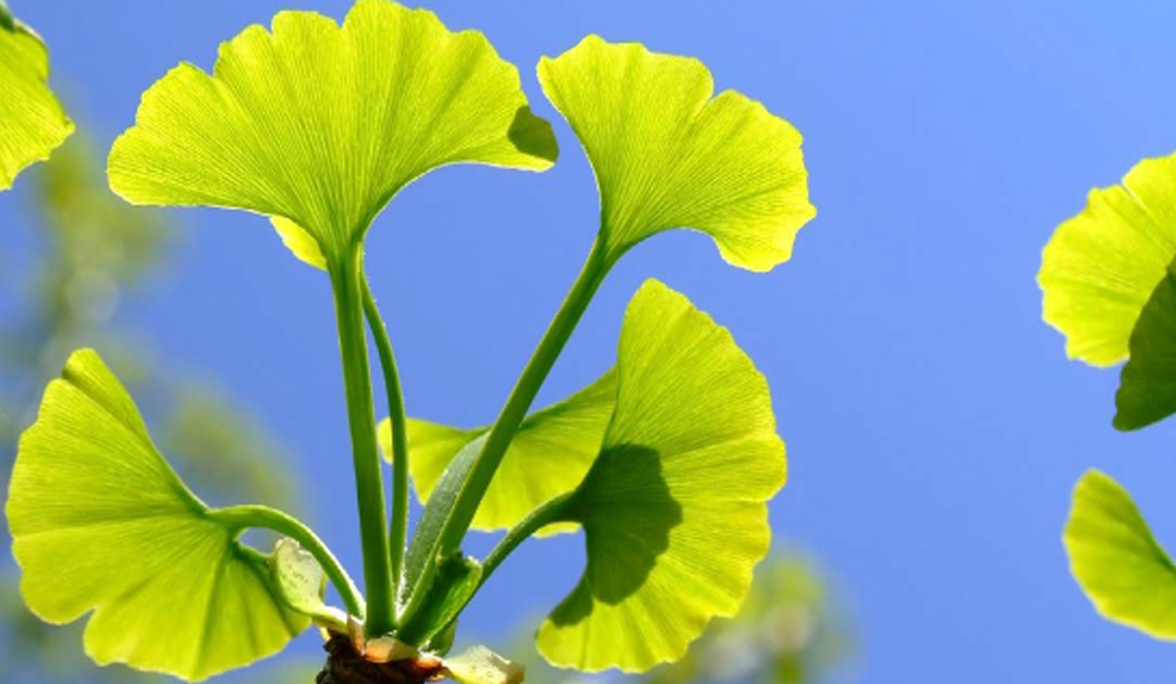 Tratamiento del glaucoma, a través de Ginkgo Biloba y azafrán